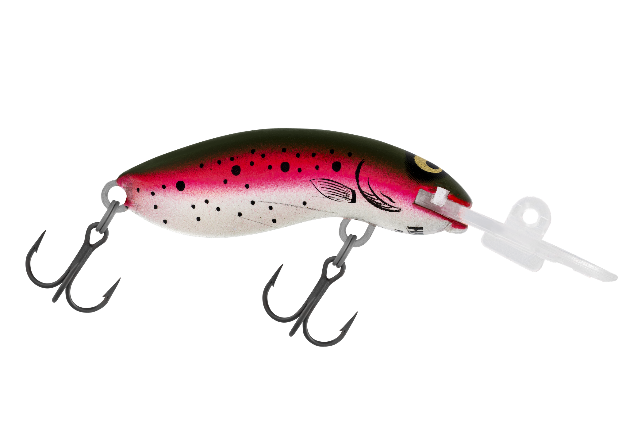 H60 Rainbow Trout