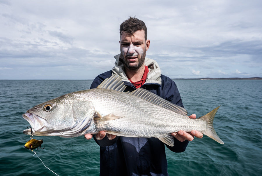 Mulloway caught on a Halco lure
