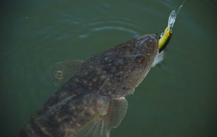 Flathead caught on a Halco lure