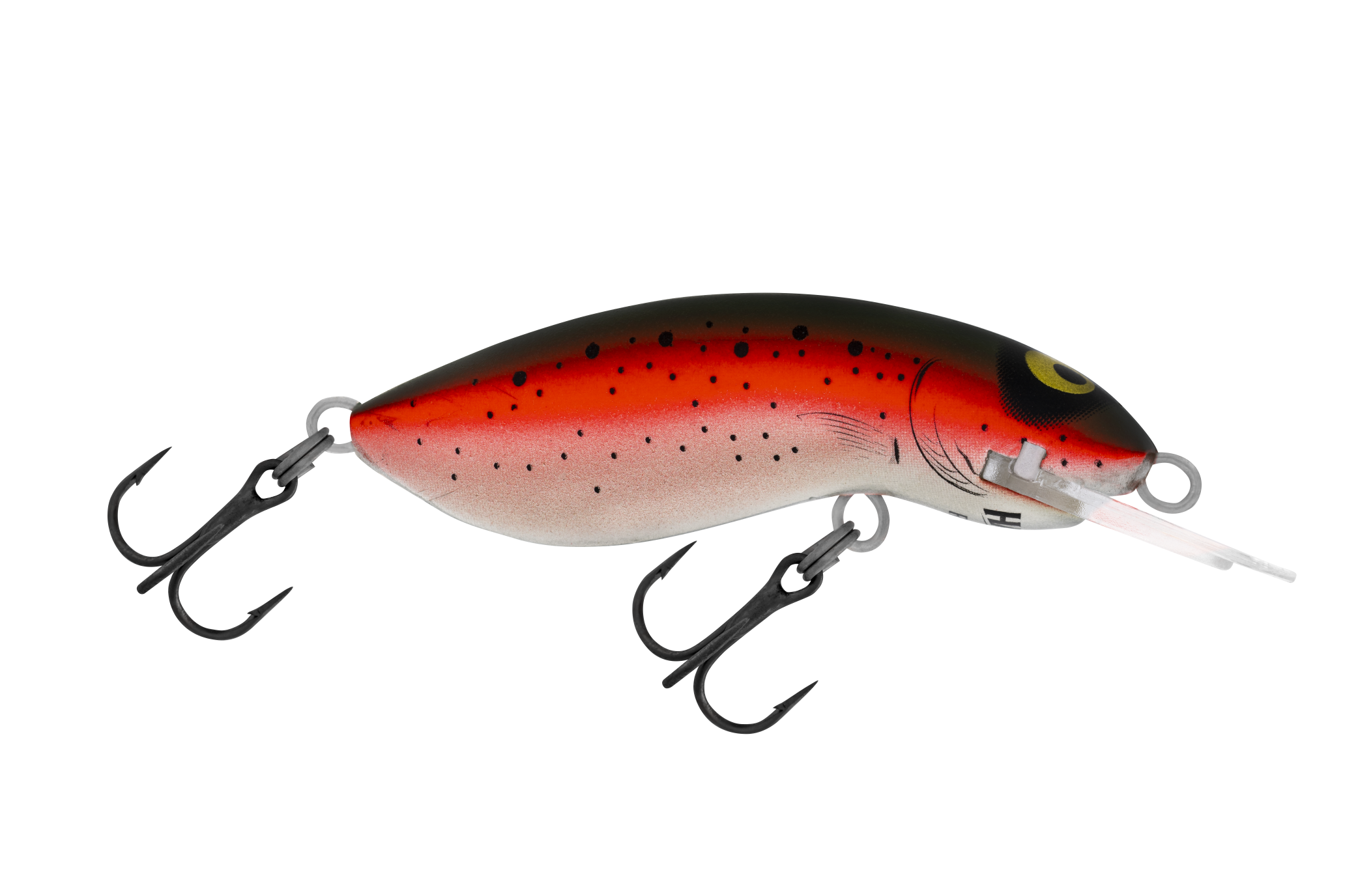 H60 Rainbow Trout