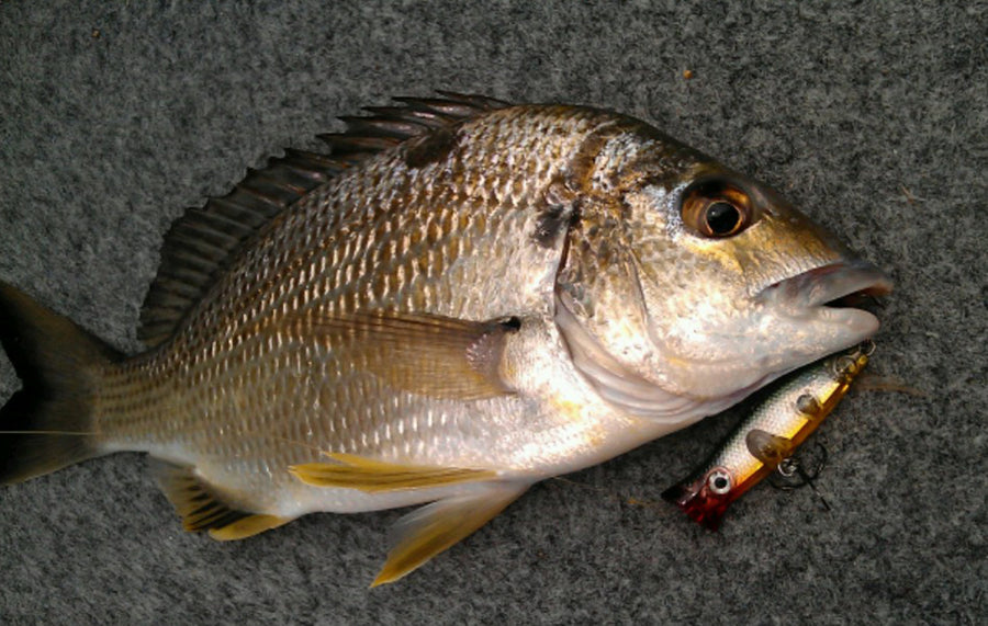 Bream caught on a Halco lure