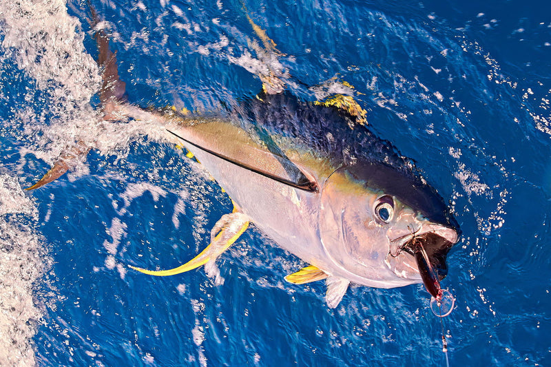 John Flynn's catch with the Laser Pro 190