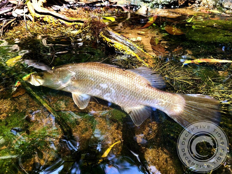 Hayden Morgan's catch with the Laser Pro 45