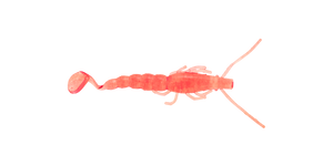 Paddle Prawn 4″